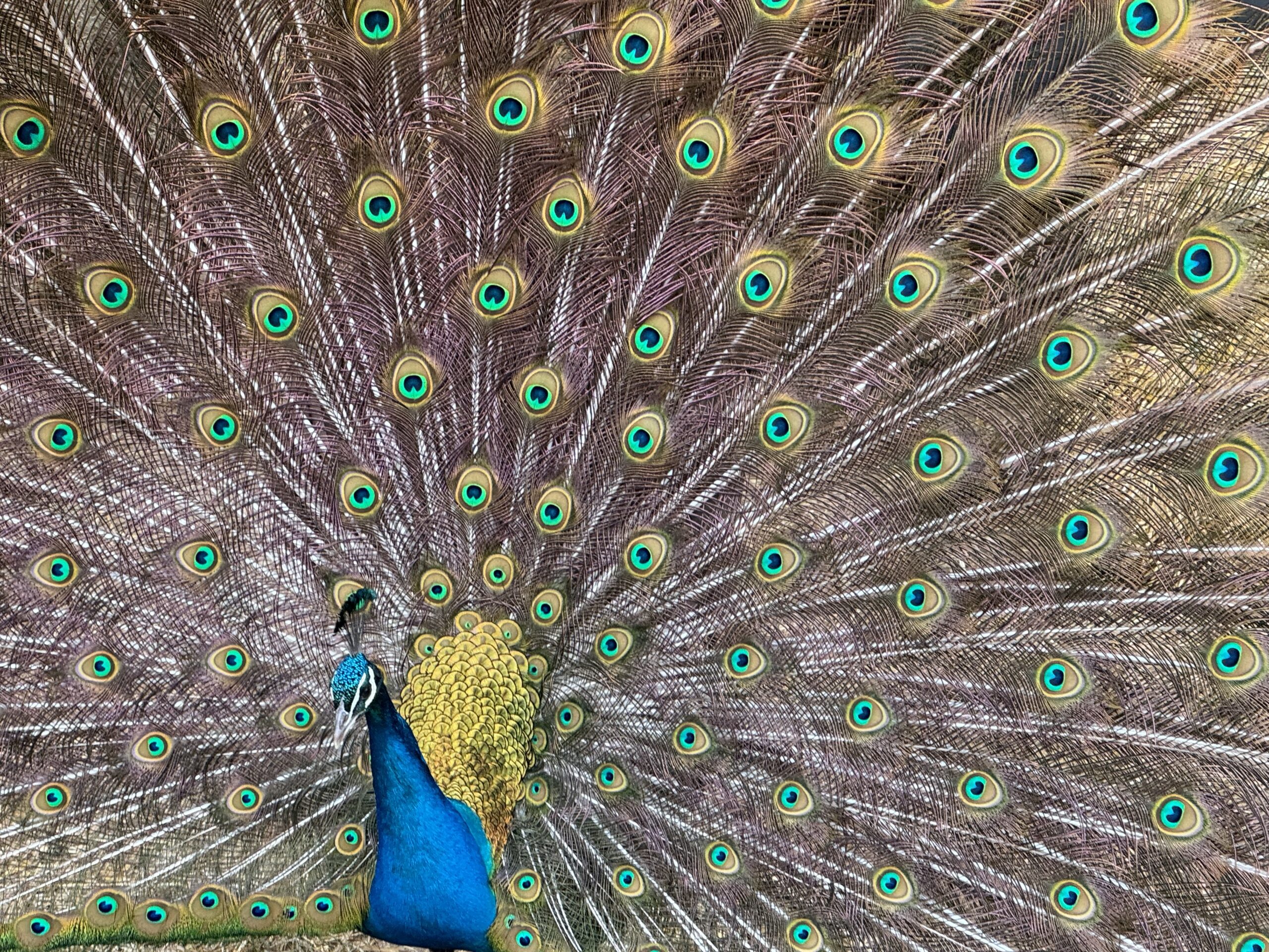 Je bekijkt nu Zo trots als een pauw en dankbaar voor het geluk wat ik heb!